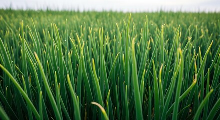 Vibrant green wheat field swaying gently in expansive agricultural landscape
