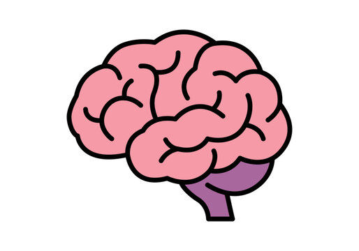 Cerebro humano con hemisferios rosados y cerebelo purpura sobre fondo blanco