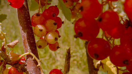 CLOSE UP, DOF: Shiny and ripe red currant berries hanging in clusters from stems