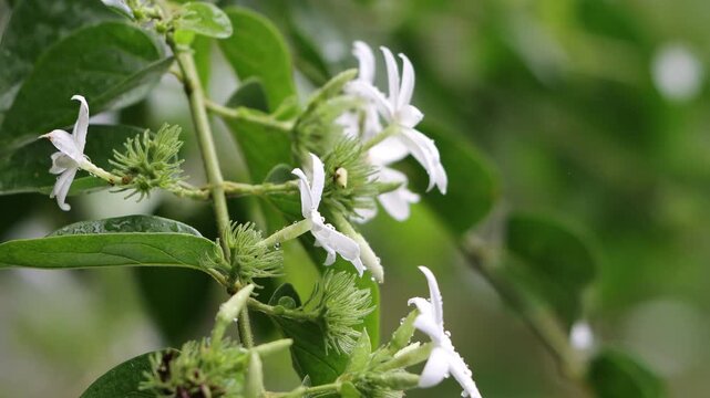 Jasmine flowers on a bush on a sunny summer day