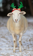 Fototapeta premium White sheep with green reindeer antlers standing in the snow
