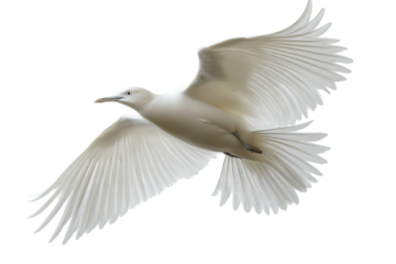 White Egret in Flight with Serene Expression in Soft Natural Lighting on Transparent Background for Wildlife Conservation isolated on transparent background