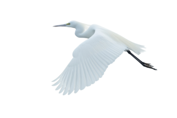 White Egret in Flight with Outstretched Wings in Soft Natural Lighting on Isolated White Background for Wildlife Conservation isolated on transparent background