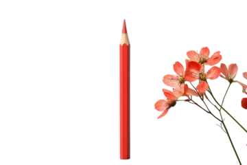 Red pencil with coral flowers in minimalist style on white background for stationery advertising isolated on transparent background