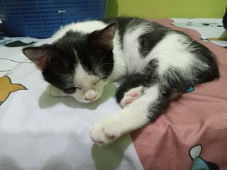 Adorable black and white kitten sleeping peacefully, curled up with tiny paws visible. Cozy pet moment showing softness, calmness, and pure feline cuteness.