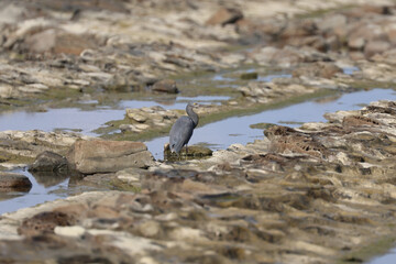 自然な生息地の岩場に立つクロサギ