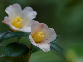 早咲きの一重のツバキ