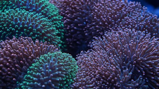 A vibrant blue coral reef thrives underwater, showcasing a colorful marine pattern of tropical anemones and textures in the deep ocean nature