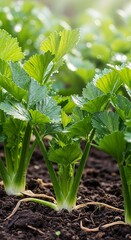 Obraz premium Fresh green leafy vegetable seedlings growing in fertile organic soil garden
