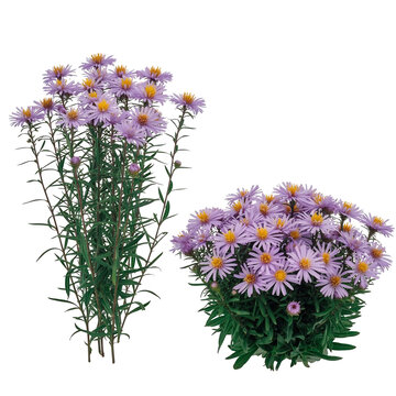 Two vibrant purple aster flower plants with long green stems and bright yellow centers bloom, isolated on transparent background