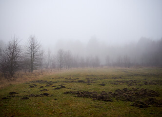 łąka,mgła  © Marcin Łazarczyk