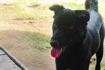 portrait of a black dog