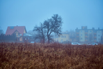 łąka,drzewo,mgła © Marcin Łazarczyk