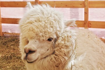 Close-up portrait of white fluffy Huacaya alpaca face looking at camera indoors fenced enclosure on farm or petting zoo animal background