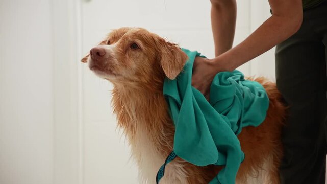 The wet dog responds to movement as towel drying continues.