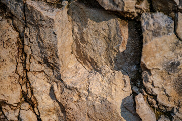 Fototapeta premium Christmas cookies with hazelnuts and dark chocolate chips