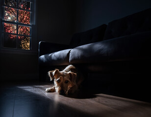 Emotional photography of a small frightened dog hiding under a sofa in a dark room during fireworks.