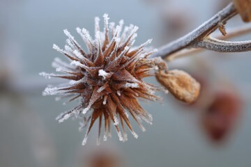 Close up of a spiky brown seed pod covered in frost on a branch winter nature