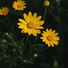 Obraz premium Bright yellow daisy flowers blooming beautifully outdoors under warm sunlight. A vibrant seasonal scene showcasing the joy and freshness of nature, bright, season, growth