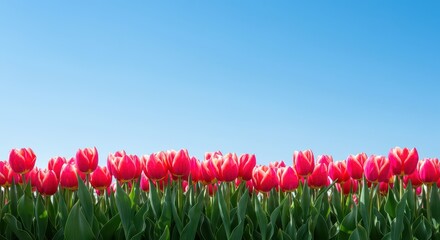 Vibrant spring tulips creating a floral border along the bottom edge, framing a clear expanse of blue sky with abundant white copy space for design use ,clear ,space ,header