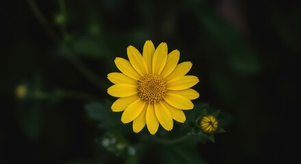 Vibrant yellow mountain daisy plant, potent source for traditional alternative healing, pain relief, and natural remedy preparation, alternative, flora, medicinal