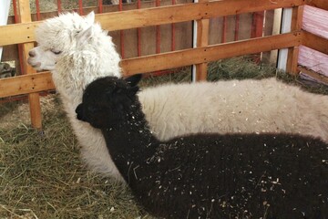 Two alpacas one white one black standing in indoors enclosure on farm hay background looking at camera cute furry animals livestock South American camelid fiber production © Lidia