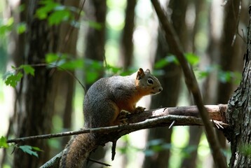 Fototapeta premium Grey and orange squirrel sits on a sturdy branch in a bright green forest