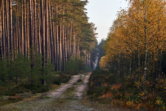 A sandy road in a dense, mixed forest on a foggy autumn day