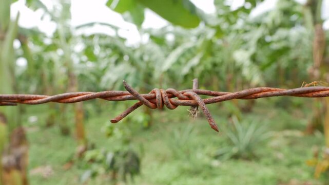 Close view of old barbed wire shows an ant moving carefully across corroded strands, blending harsh man made materials with surrounding natural growth. Nature resilience.