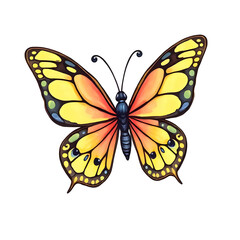 butterfly isolated, butterfly vector, butterfly PNG, butterfly clipart, butterfly illustration, butterfly on white background, butterfly wings vector, hand-drawn butterfly, butterfly cartoon illustrat