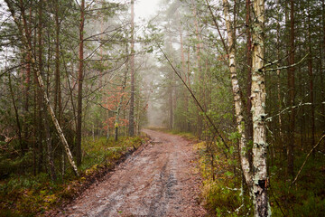 leśna droga,mgła  © Marcin Łazarczyk