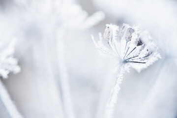 Suche rośliny pokryte delikatnym szronem, przedstawione w jasnej, chłodnej tonacji. Minimalistyczna, spokojna scena zimowej natury idealna jako tło lub ilustracja sezonowa. © Elżbieta Kaps