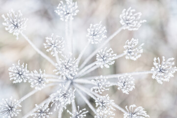 Suche rośliny pokryte delikatnym szronem, przedstawione w jasnej, chłodnej tonacji. Minimalistyczna, spokojna scena zimowej natury idealna jako tło lub ilustracja sezonowa. © Elżbieta Kaps