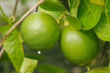 Fresh limes raw green lemons hanging on a lime tree. Green citrus lemon fruit and green leaves in garden. Citrus Limon grows on a tree branch. Lime tree garden and healthy food concept.	