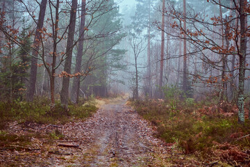 leśna droga,mgła  © Marcin Łazarczyk