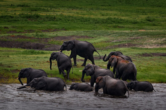 Chie River. Herd of elephant in the river. Wildlife scene from nature. A herd of African elephants drinking at a waterhole lifting their trunks, Chobe National park, Botswana, Africa.
