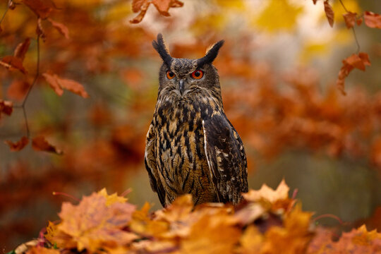 Autumn wildlife. Eurasian Eagle Owl, Bubo Bubo, sitting on the tree stump block, wildlife photo in the forest with orange autumn colours, Slovakia. Bird in the forest, wildlife nature.