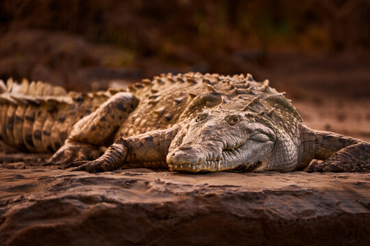 American crocodiles sunset, Crocodylus acutus, animals in the river. Wildlife scene from nature. Crocodiles from river Tarcoles, Costa Rica. Dangerous animals in the mud river water bank.