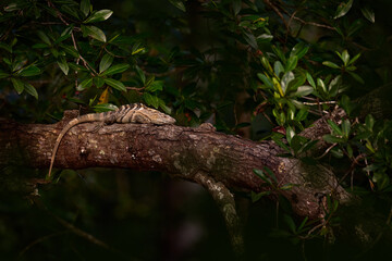 Fototapeta premium Lizard in forest habitat. Reptile Black Iguana, Ctenosaura similis, sitting on the black stone. Wildlife animal scene from nature. Animal from the nature of Costa Rica, Cano Negro Reserve.