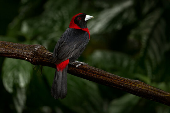Bird in Costa Rica. Crimson-collared Tanager, Ramphocelus sanguinolentus, exotic tropical red and black songbird from Costa Rica, in the green forest nature habitat. Beautiful tropical bird.