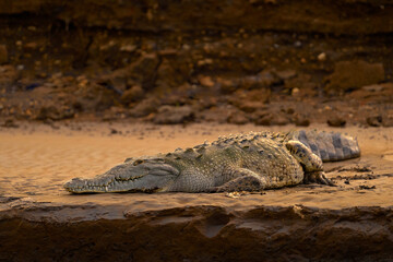 Fototapeta premium American crocodiles sunset, Crocodylus acutus, animals in the river. Wildlife scene from nature. Crocodiles from river Tarcoles, Costa Rica. Dangerous animals in the mud river water bank.