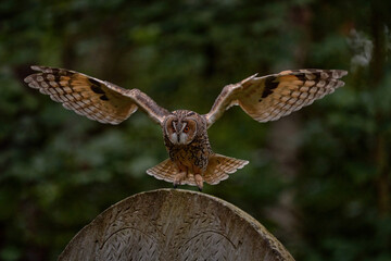 Urban wildlife. Magic bird Long-eared Owl, Asio otus, flying above stone fence in forest cemetery. Wildlife scene from nature. Animal behaviour in wood. Flight lannding on tombstone, Czech, Europe.