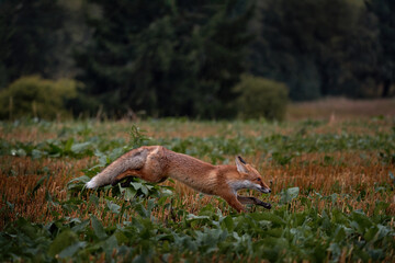 Red fox run jump in the field near the forest, Czech Rep. In Europe. Cute animal, wildlife nature. Orange fox with long tail. Czech wildlife, animal running.