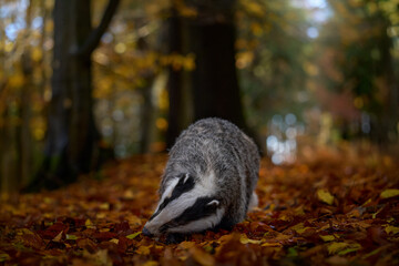 Wild Badger, Meles meles, animal in wood. European badger, autumn pine green forest. Mammal in environment, rainy day in Germany, Europe.