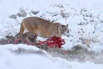 Puma, winter habitat with snow, Torres del Paine, Chile. Patagonia nature. Wild big cat Cougar, Puma concolor, Snow sunset light and dangerous animal. Wildlife nature. Cat with catch lama kill.