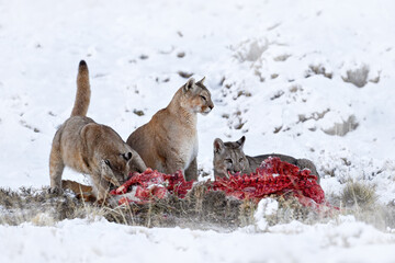 Cat with catch lama kill. Puma, winter habitat with snow, Torres del Paine, Chile. Patagonia nature. Wild big cat Cougar, Puma concolor, Snow sunset light and dangerous animal. Wildlife nature.
