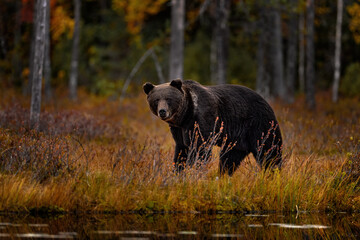 Autumn wildlife, nature in Europe. Bear walk in orange red forest. Autumn trees with bear. Beautiful brown bear walking around lake with fall colours.