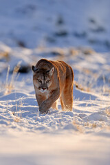 Puma, nature winter habitat with snow, Torres del Paine, Chile. Wild big cat Cougar, Puma concolor, hidden portrait of dangerous animal with stone. Mountain Lion. Wildlife scene from nature.