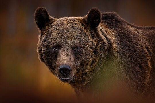 Nature in Europe, autumn wildlife. Bear walk in orange red forest. Autumn trees with bear. Beautiful brown bear walking around lake with fall colours. Dangerous animal in the wood.
