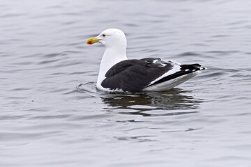 Kelp gull, Larus dominicanus, white grey bird on the water surface, Puerto Natales in Patagonia, Chile. Gull wirh yellow bill and red spot, wildlife nature. Dominican gull, birdwatching in Patagonia.